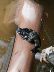 Dendropsophus luddeckei