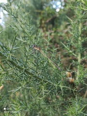 Lestes undulatus