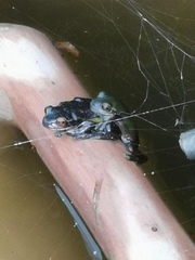 Dendropsophus luddeckei