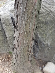 Gleditsia triacanthos inermis