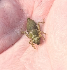 Ophiogomphus severus