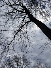 Gleditsia triacanthos inermis