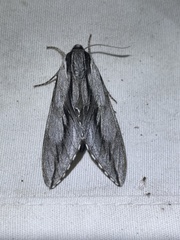 Sphinx dollii