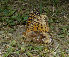 Speyeria cybele pseudocarpenteri