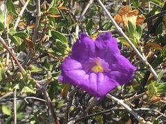 Ruellia californica