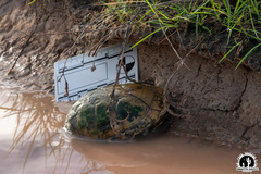 Kinosternon arizonense