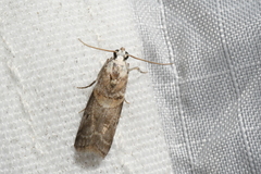 Acrobasis palliolella