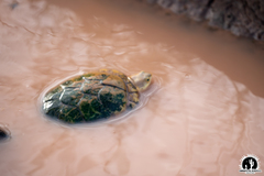 Kinosternon arizonense