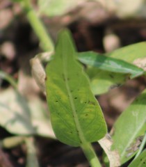 Danaus gilippus