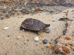 Rhinoclemmys punctularia