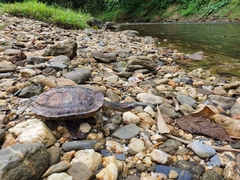 Rhinoclemmys punctularia