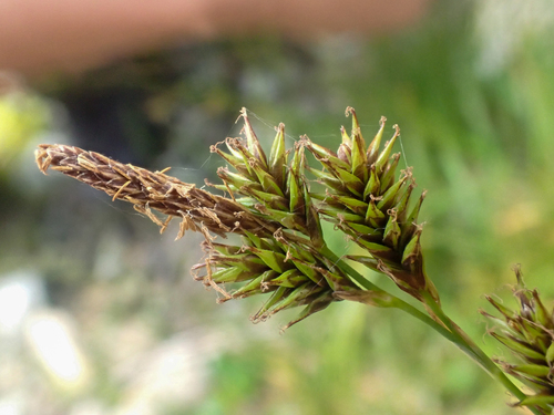 Carex luzulina