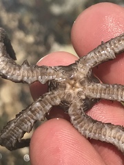 Ophiocoma echinata