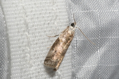 Acrobasis palliolella