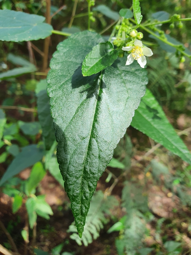Hemp Bush