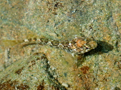 Bellapiscis lesleyae