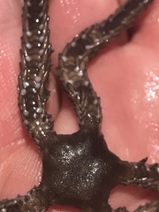 Ophiocoma echinata