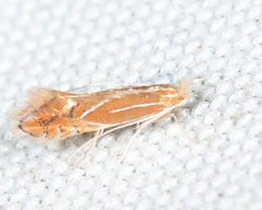 Phyllonorycter basistrigella