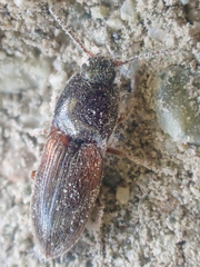 Hypnoidus bicolor