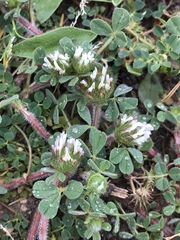 Trifolium cherleri