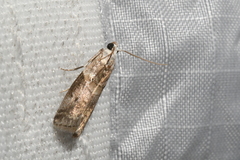 Acrobasis palliolella