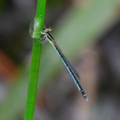 Agriocnemis nana