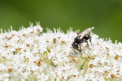 Oxybelus bipunctatus