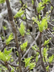 Bursera cerasiifolia