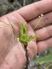 Bursera cerasiifolia