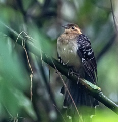 Dromococcyx pavoninus