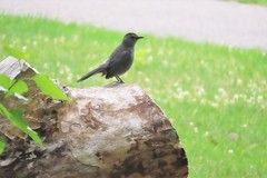 Dumetella carolinensis