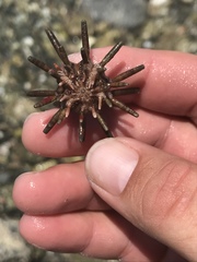 Eucidaris tribuloides