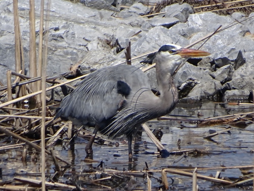 Great Blue Heron photographed in Vermont