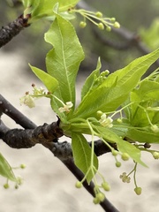 Bursera cerasiifolia