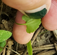 Ranunculus arvensis