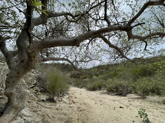 Bursera cerasiifolia