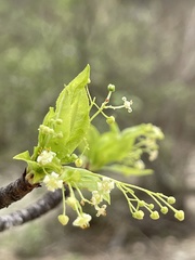 Bursera cerasiifolia