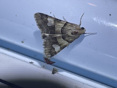 Drasteria pallescens