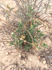 Stillingia treculiana