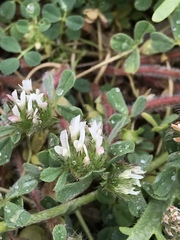 Trifolium cherleri