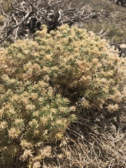 Leptosiphon nuttallii pubescens