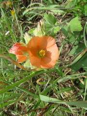 Sphaeralcea lindheimeri