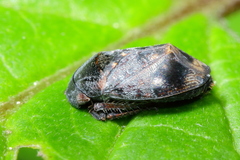 Penthimia americana