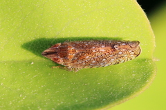 Scaphytopius acutus