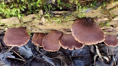 Lentinellus castoreus