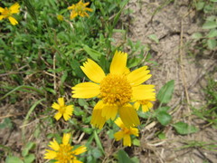 Amblyolepis setigera