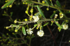 Acacia aspera