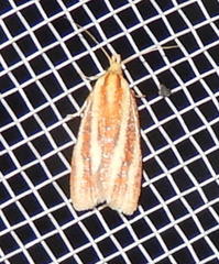 Sparganothis tristriata