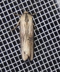 Crambodes talidiformis
