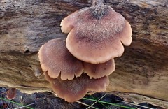 Lentinellus castoreus